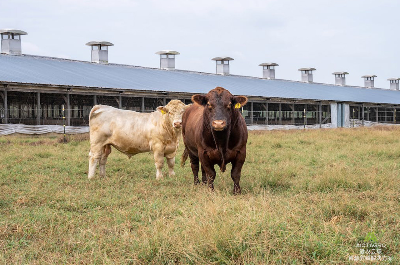 自动化智慧牛场建设方案：信息化技术提升养殖竞争力-爱农云联
