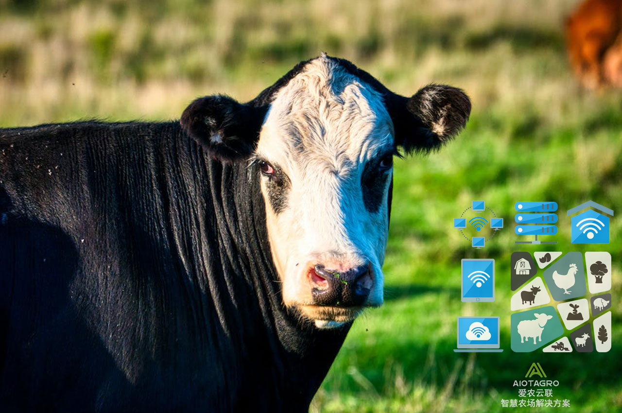 智能养牛解决方案：数字技术与畜牧业的融合-爱农云联