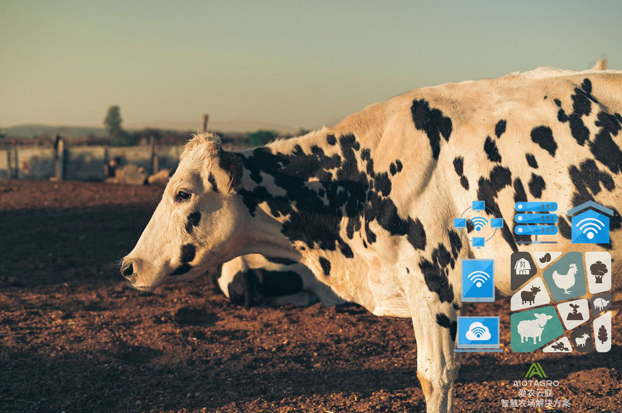 人工智能在养殖业中的应用——智能养牛-爱农云联