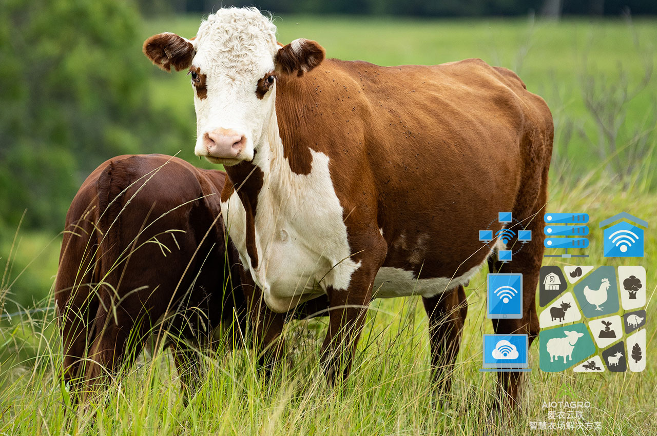 大数据助力肉牛养殖：探索电脑端农业云平台管理系统-爱农云联