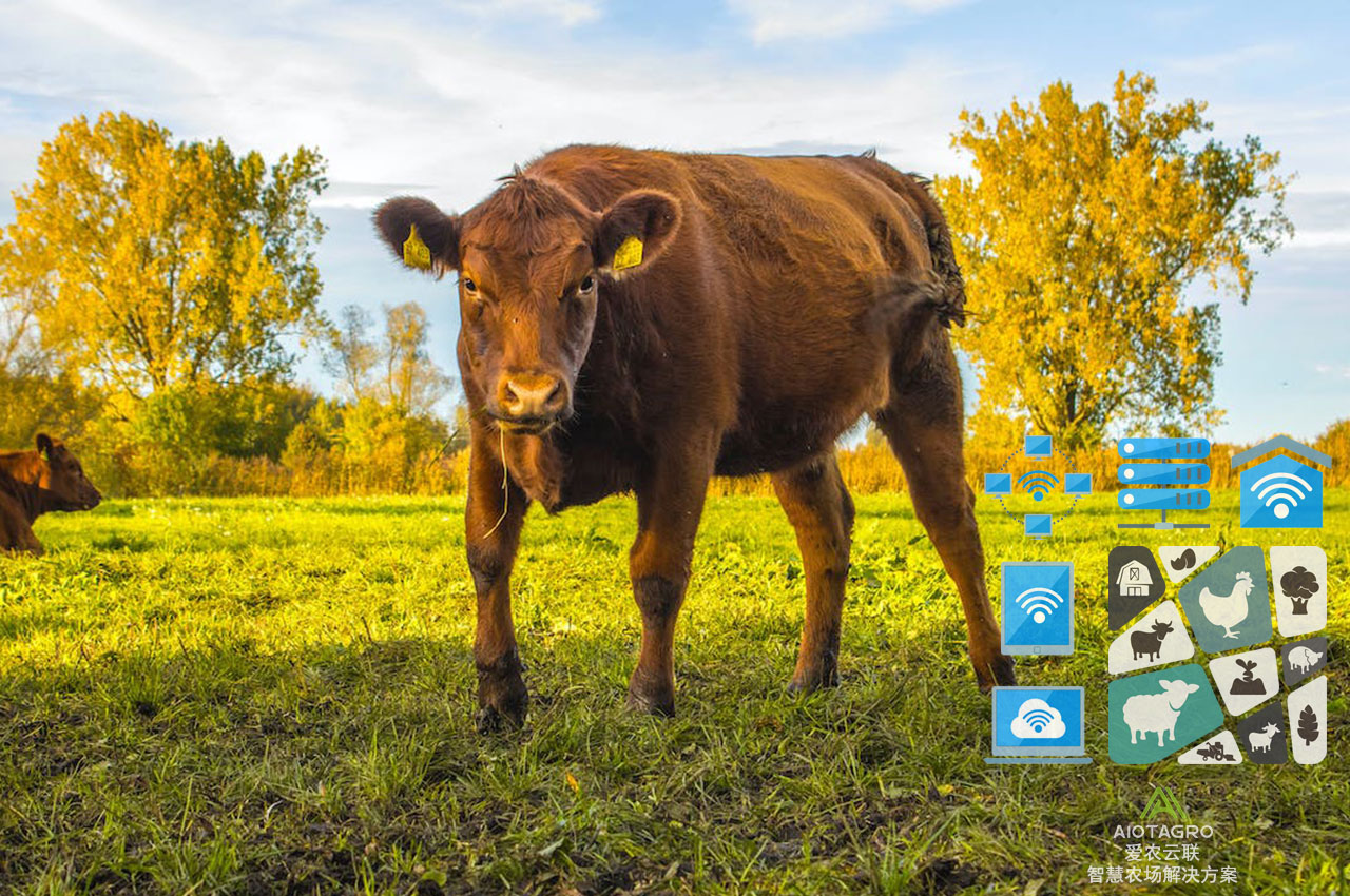 数据可视化技术在智慧牛场数字化管理中的应用-爱农云联