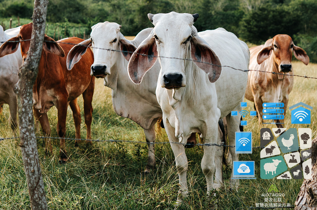 Aiot智慧牧场手机端管理，让养殖方案更智能化-爱农云联