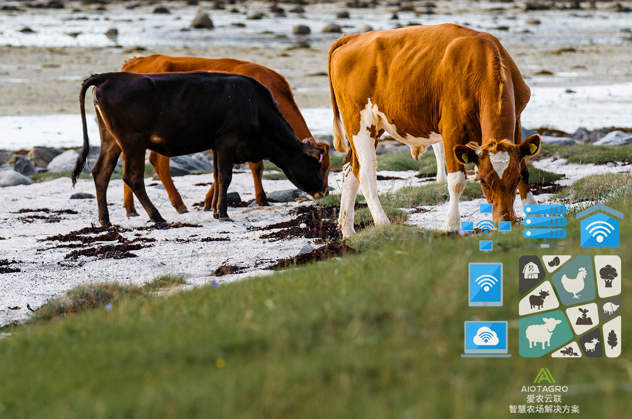 肉牛大数据平台：数字化时代助力肉牛产业升级-爱农云联