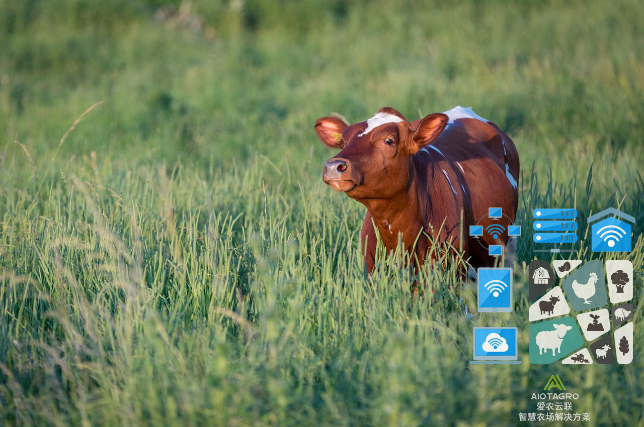 肉牛大数据平台优化智能养牛方案，提高产业效益-爱农云联