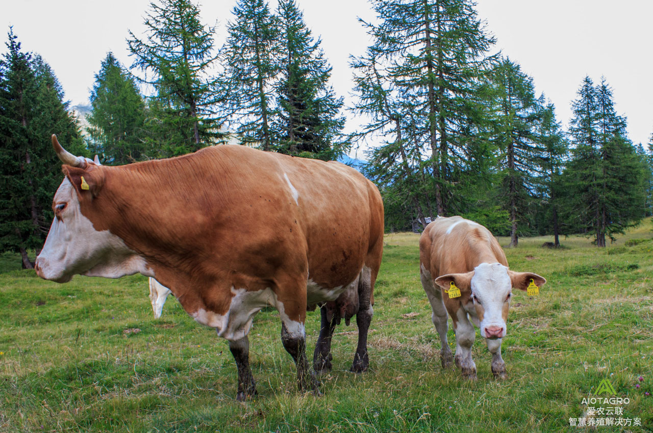自动化养牛场的AIOT智能数字化建设方案-爱农云联