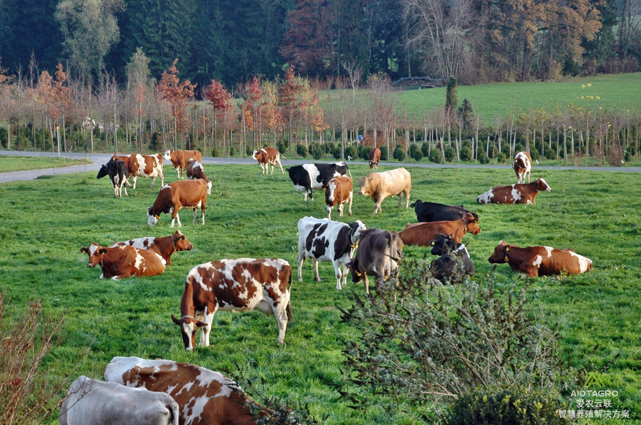 构建智能化养牛场的解决方案与建设计划-爱农云联