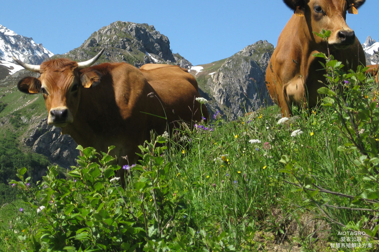 智能化养牛场解决方案：数据化养殖管理创新-爱农云联