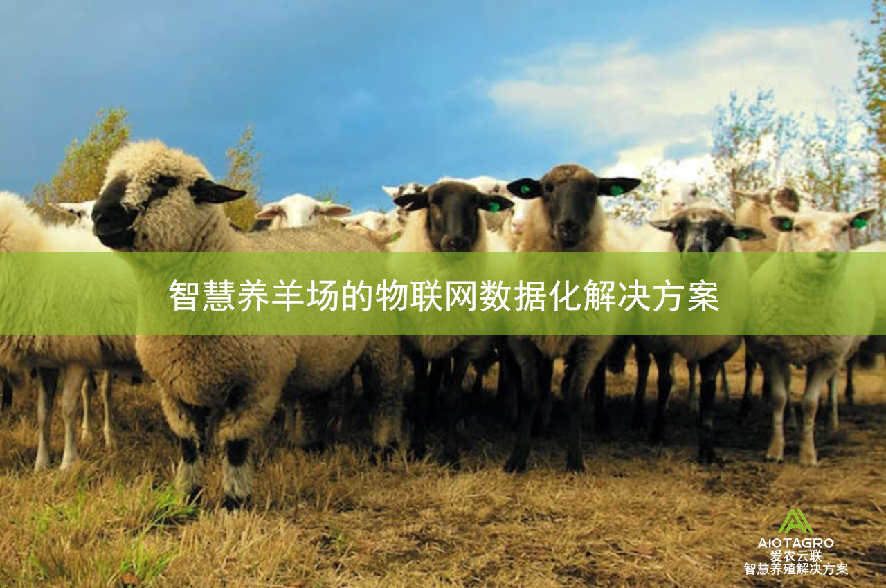 智慧养羊场的物联网数据化解决方案-爱农云联