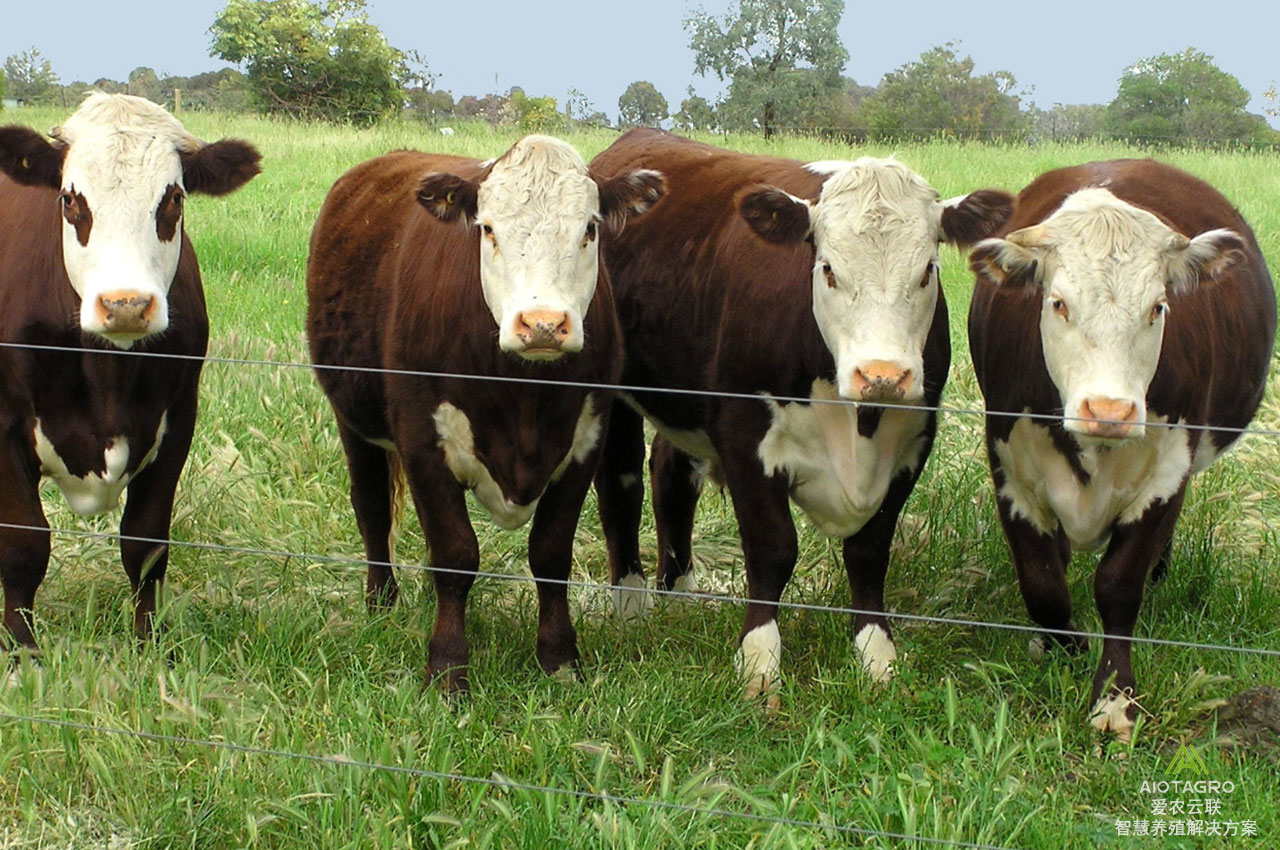 信息化牧场生资盘点系统，实现精准统计和管理牲畜资源-爱农云联