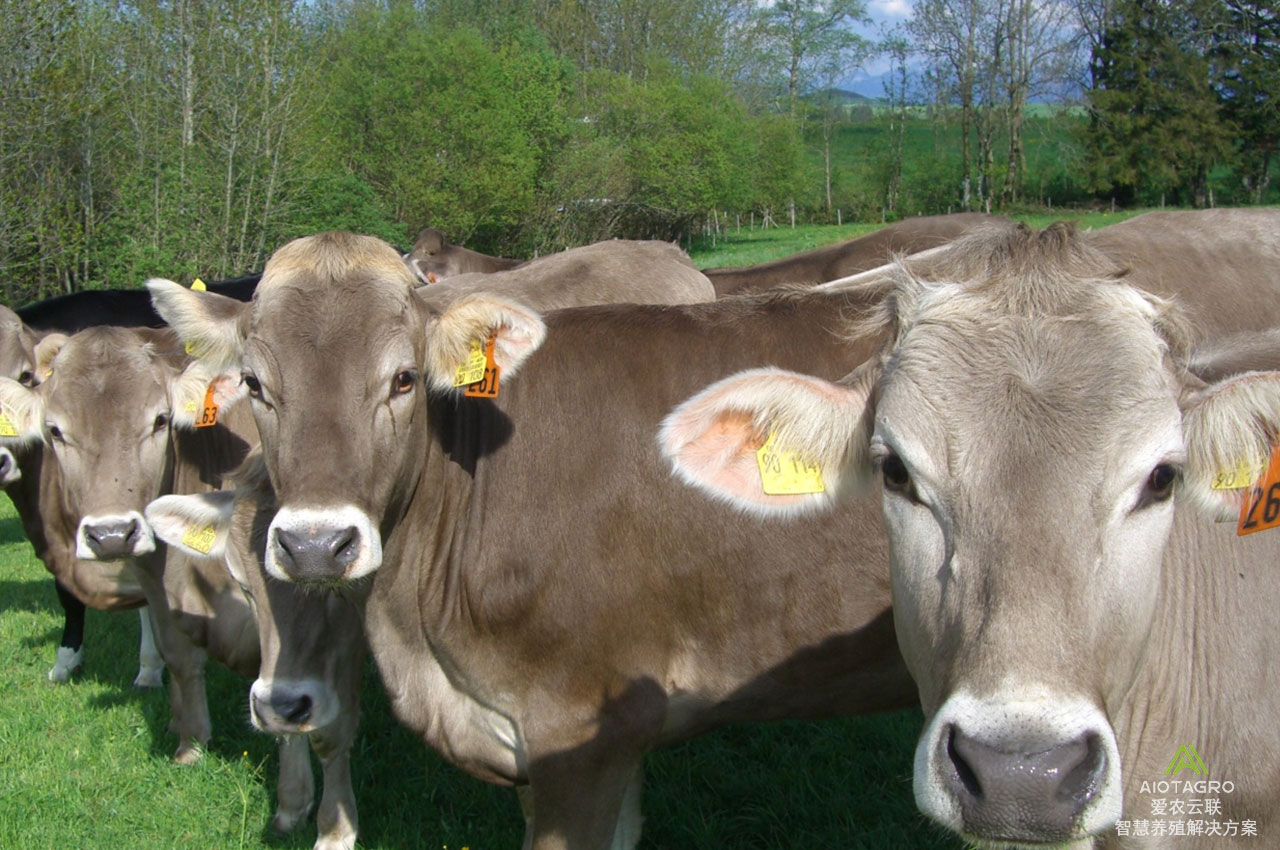 智能化养殖场生资追踪系统，精确追踪牲畜生长和健康状态-爱农云联