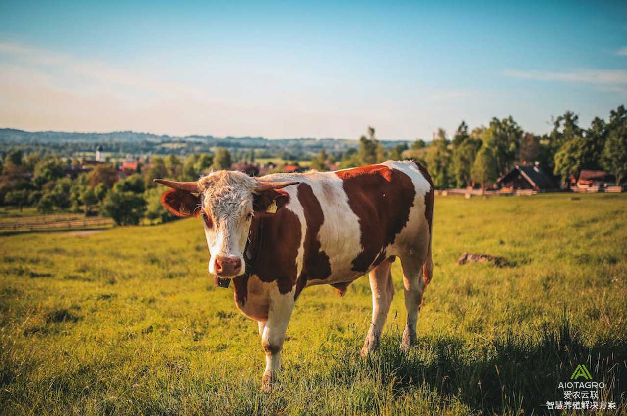 科学养牛解决方案：助力智能养殖行业发展-爱农云联