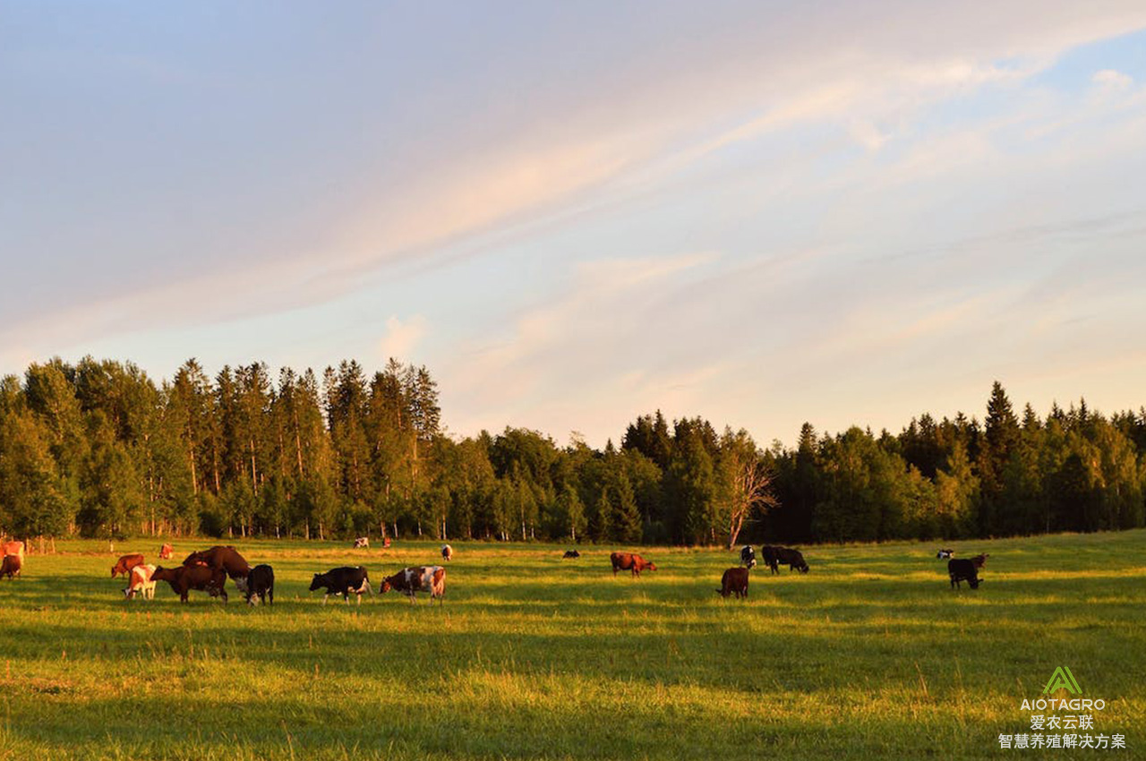 牛舍智能化解决方案：提升养牛效益与生产可持续发展-爱农云联