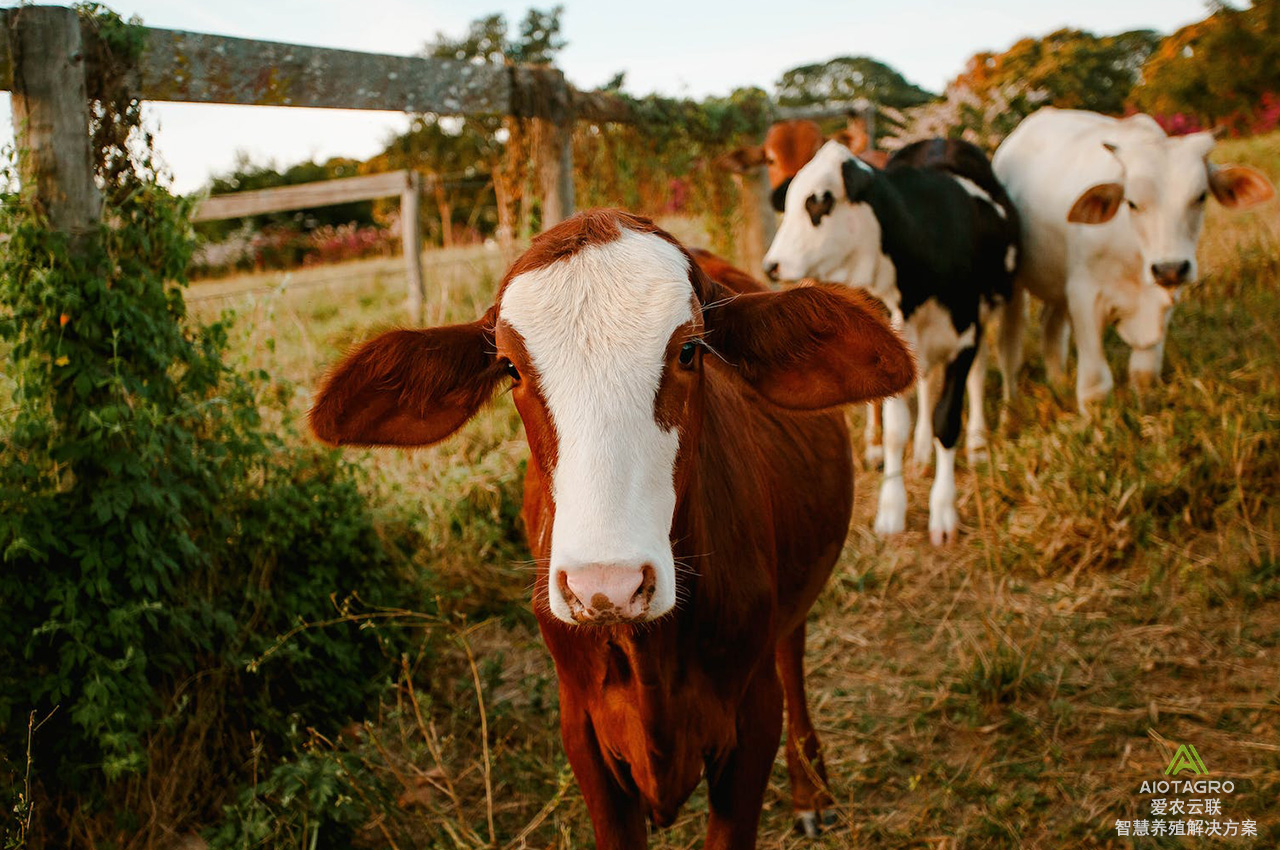 智慧养牛商业计划书：实现养牛过程智能化管理-爱农云联