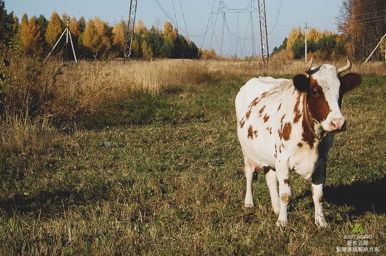智慧养牛商业计划书：革新农牧业的智能养殖场-爱农云联