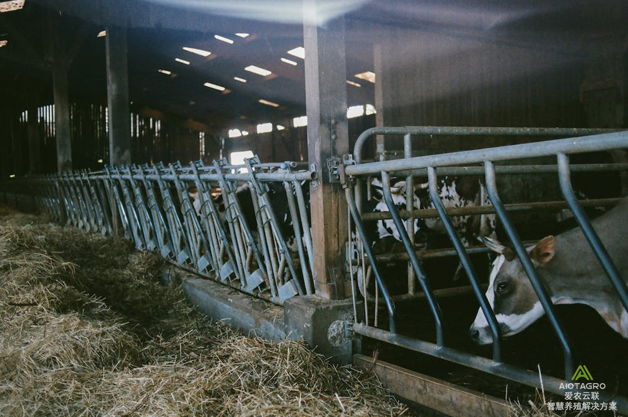 优化科学养牛过程：智慧养牛技术的应用与实践-爱农云联