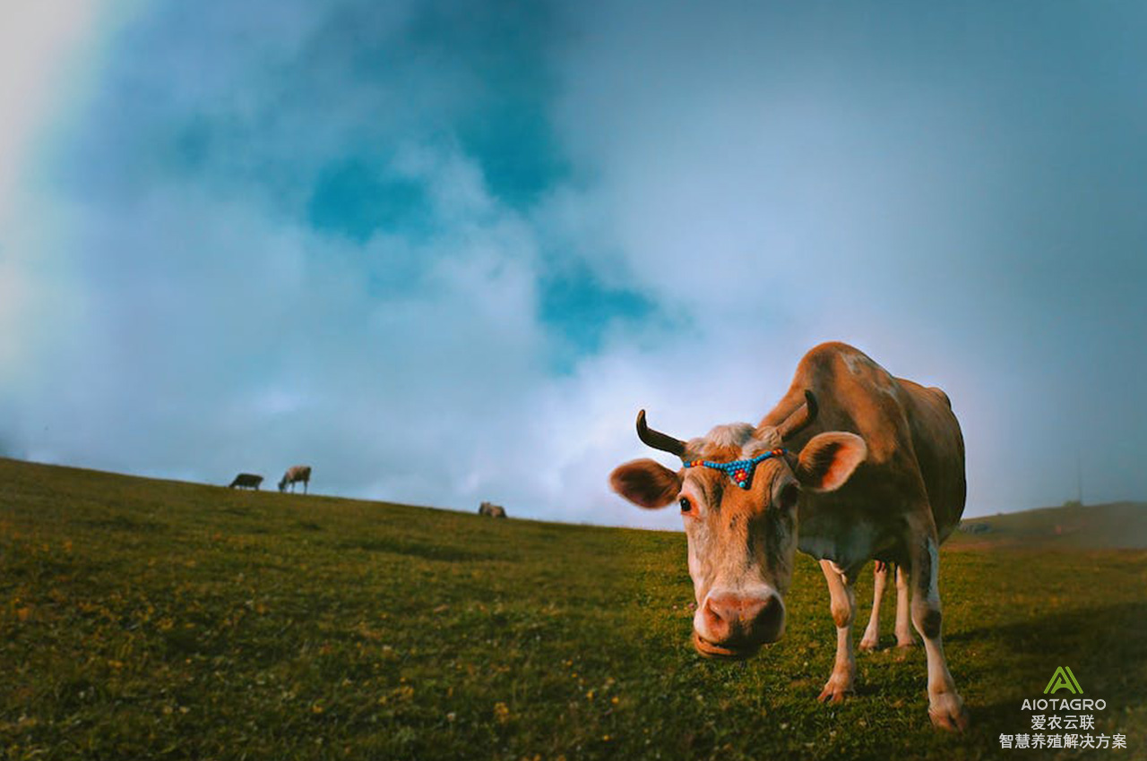 AIoT智能养牛解决方案：提高智慧养牛效益的新途径-爱农云联