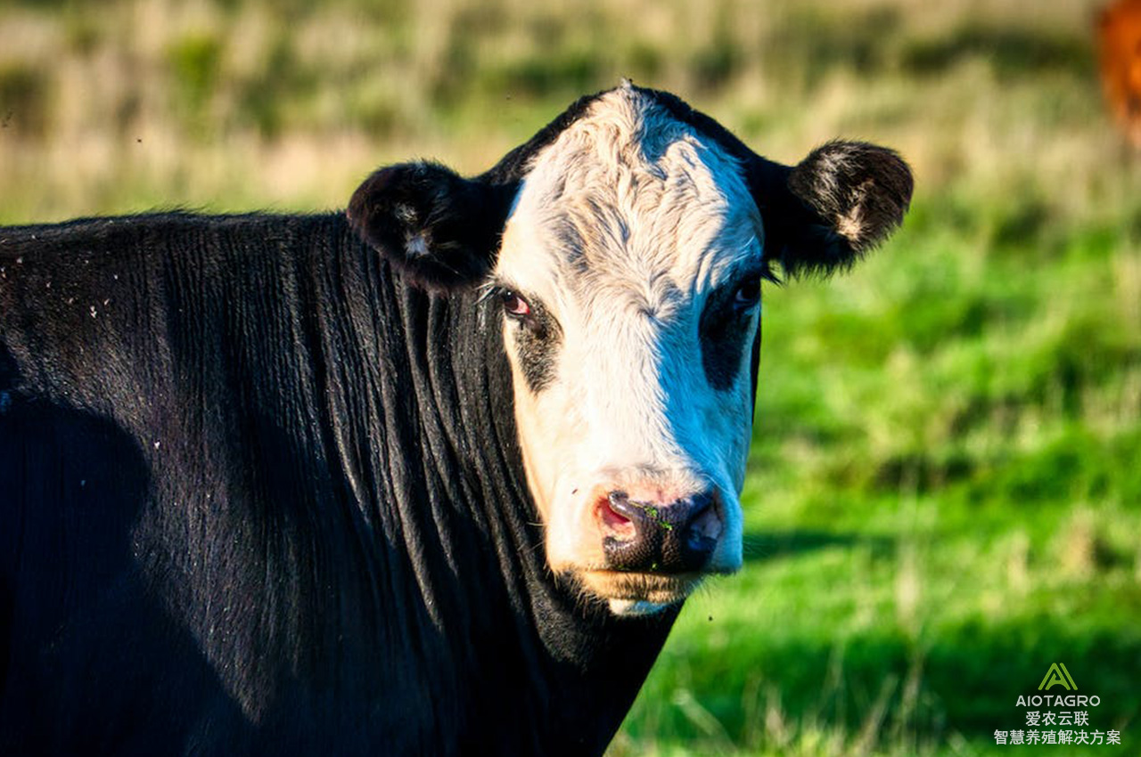 智慧养殖云平台管理系统：优化养牛过程的智能助手-爱农云联