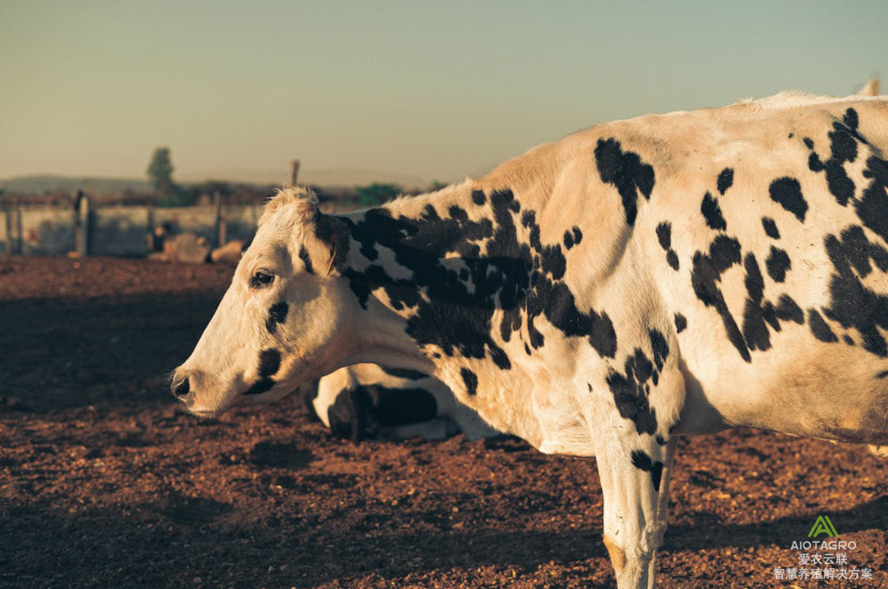 智慧养牛管理软件：打造AIoT智能化养牛场新时代-爱农云联
