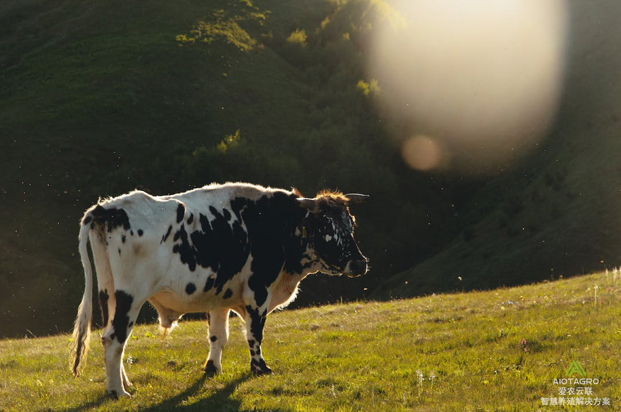 智慧养殖场系统解决方案：提升养牛质量的智能选择-爱农云联