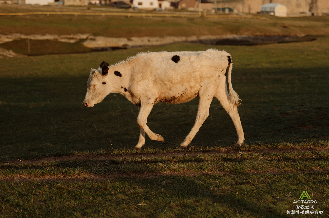 智慧养殖解决方案：AIoT技术是实现智能养牛的关键-爱农云联