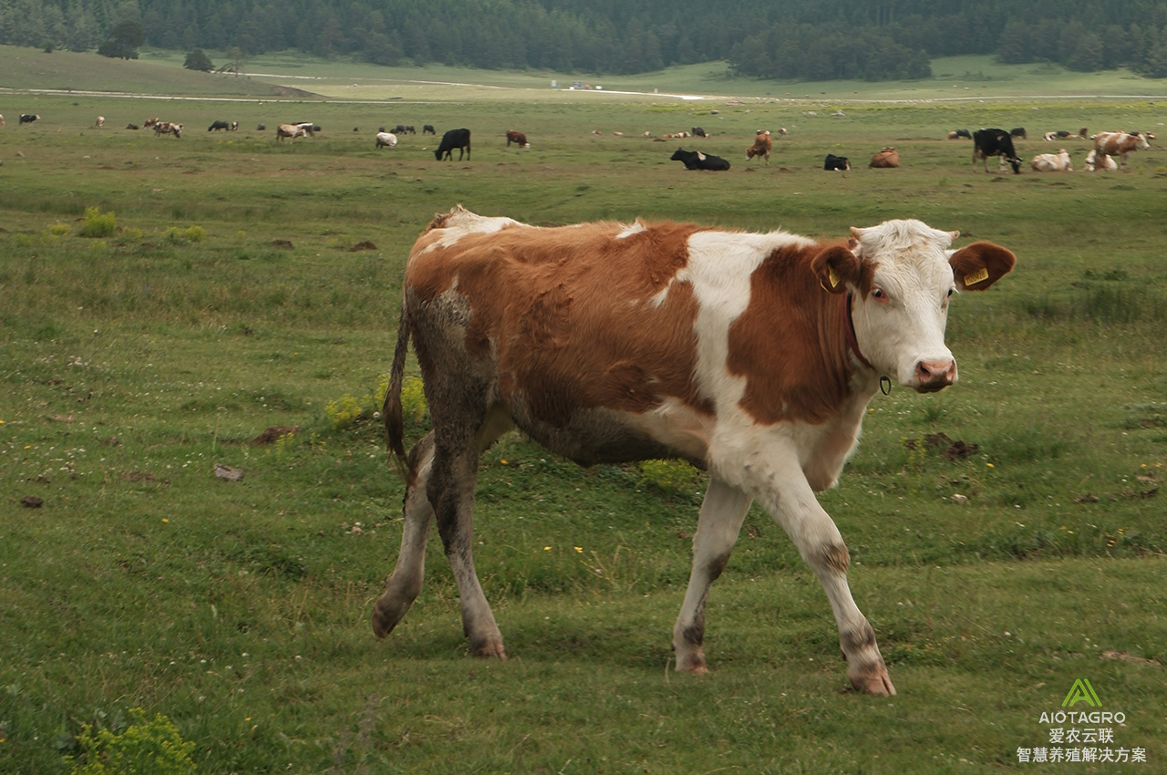 智慧养牛场建设方案：实现养殖管理的智能化选择-爱农云联