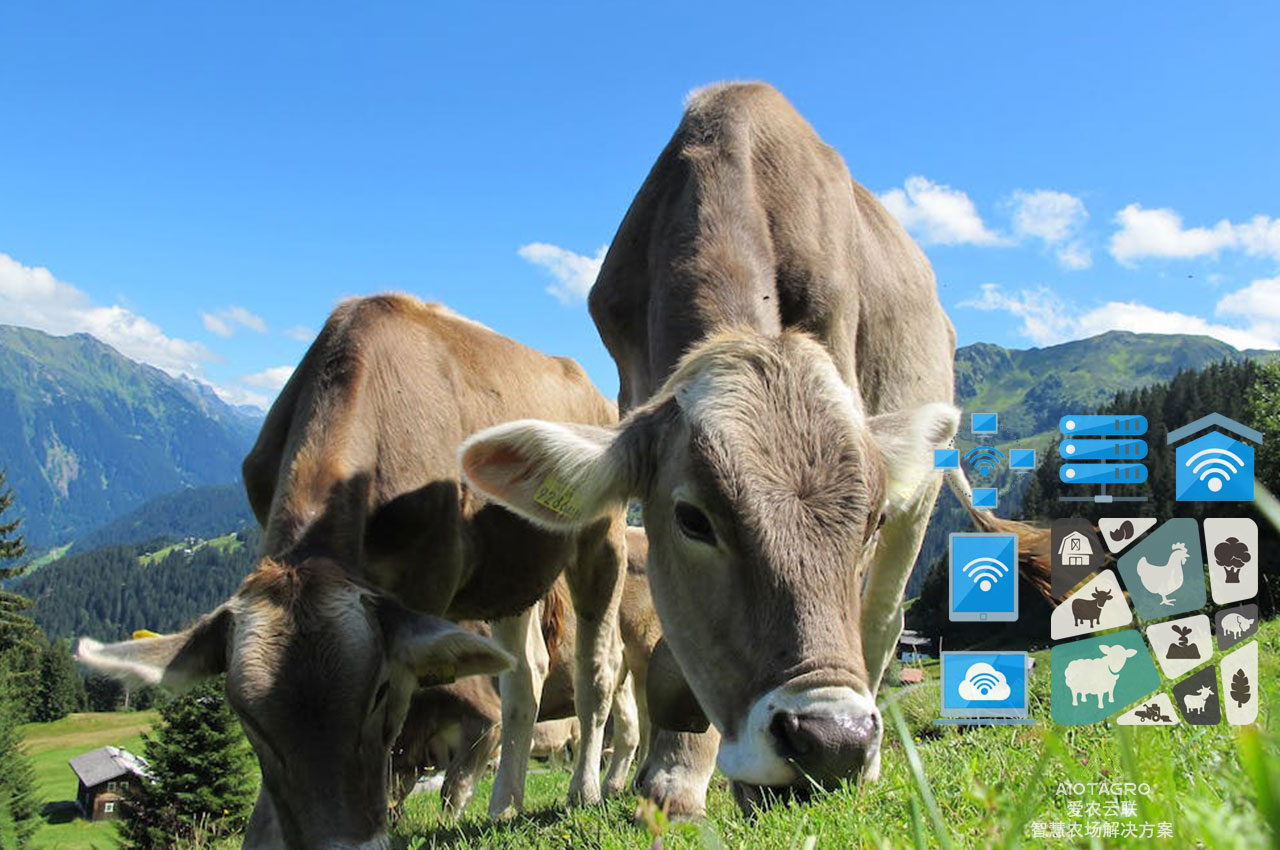 智能养殖场解决方案：打造智慧化的养牛新模式-爱农云联
