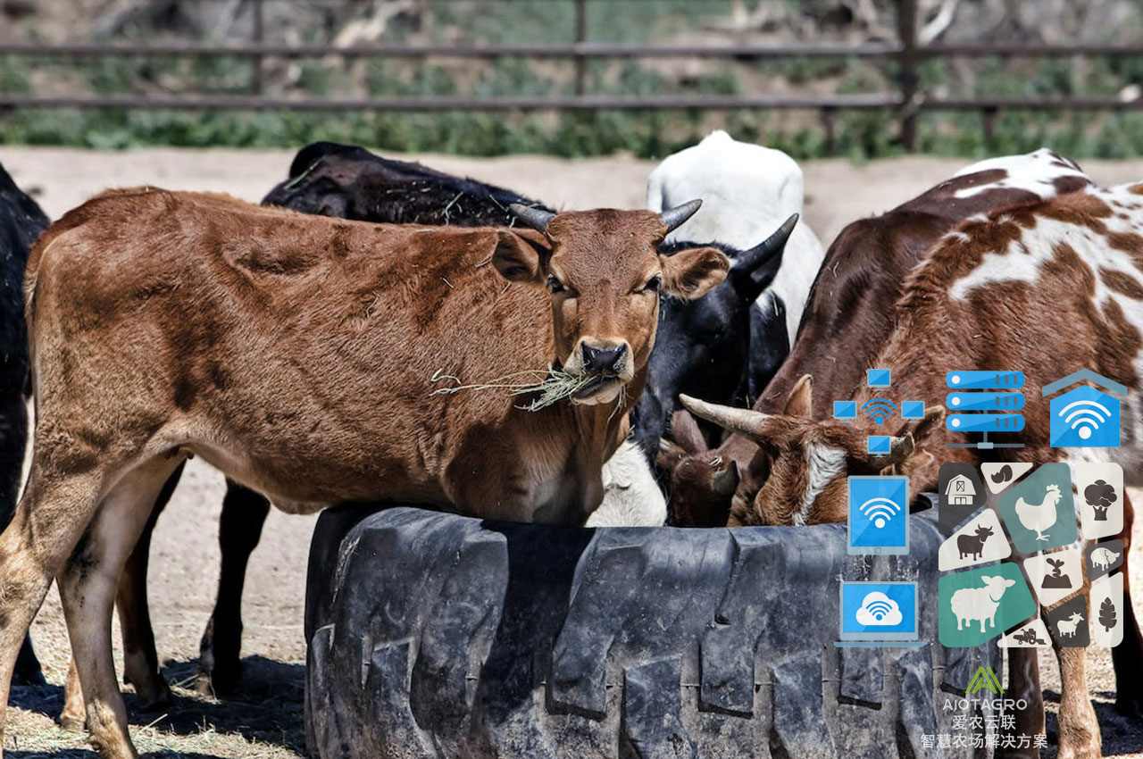 智能化养牛硬件加软件：提升智慧养牛管理水平-爱农云联
