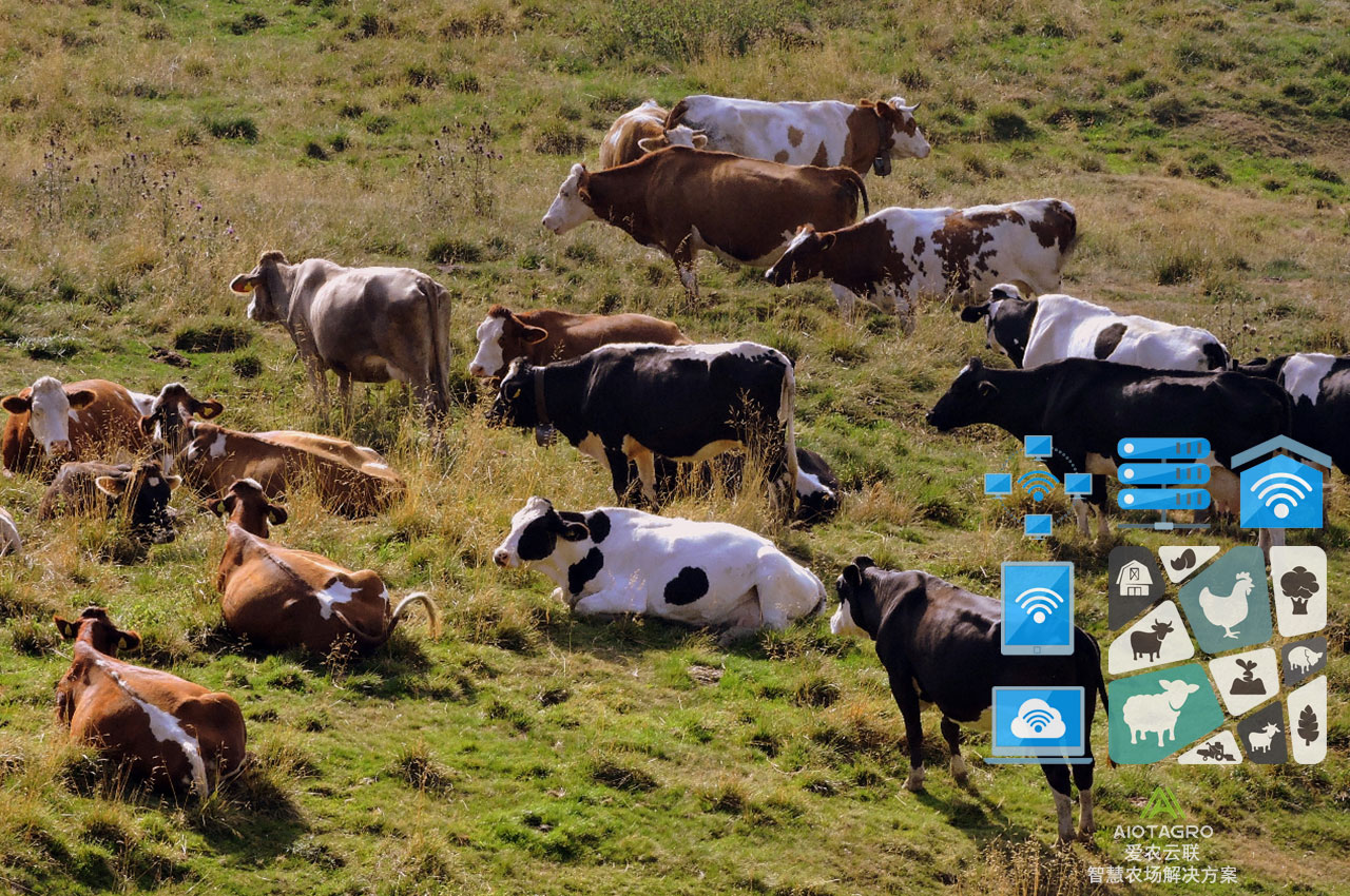 智慧养殖场解决方案：提升养牛效益的智能选择-爱农云联