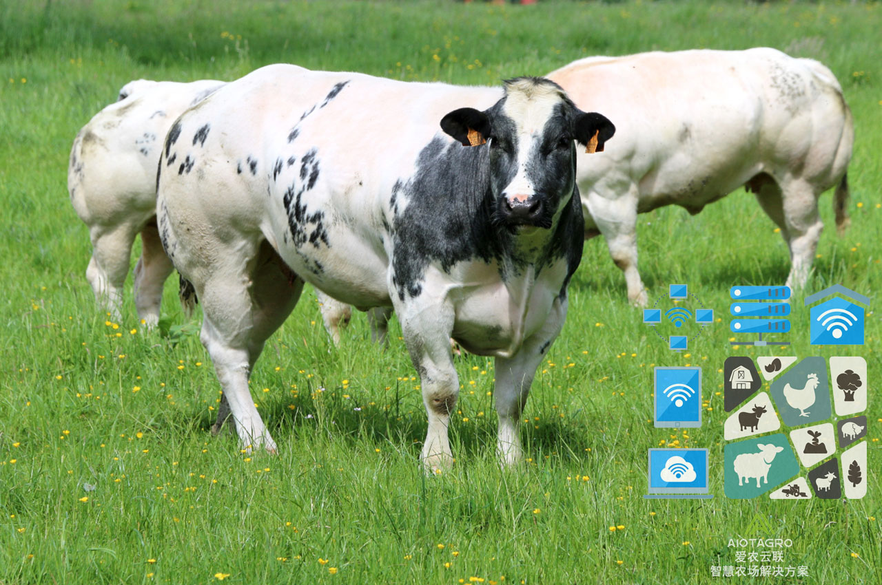 智能化养牛方案：打造智慧化畜牧养殖新时代-爱农云联