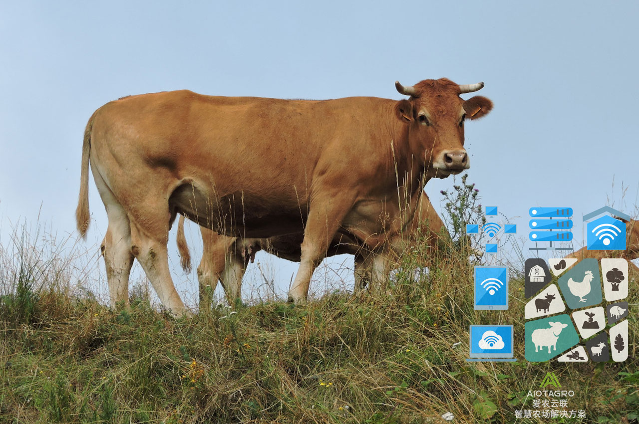 智慧养牛软件管理系统：畜牧业智能化转型的关键-爱农云联