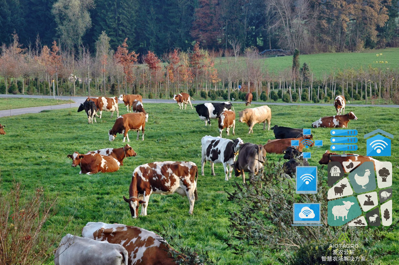 智能化畜牧管理系统：优化养殖效能的智慧之选-爱农云联