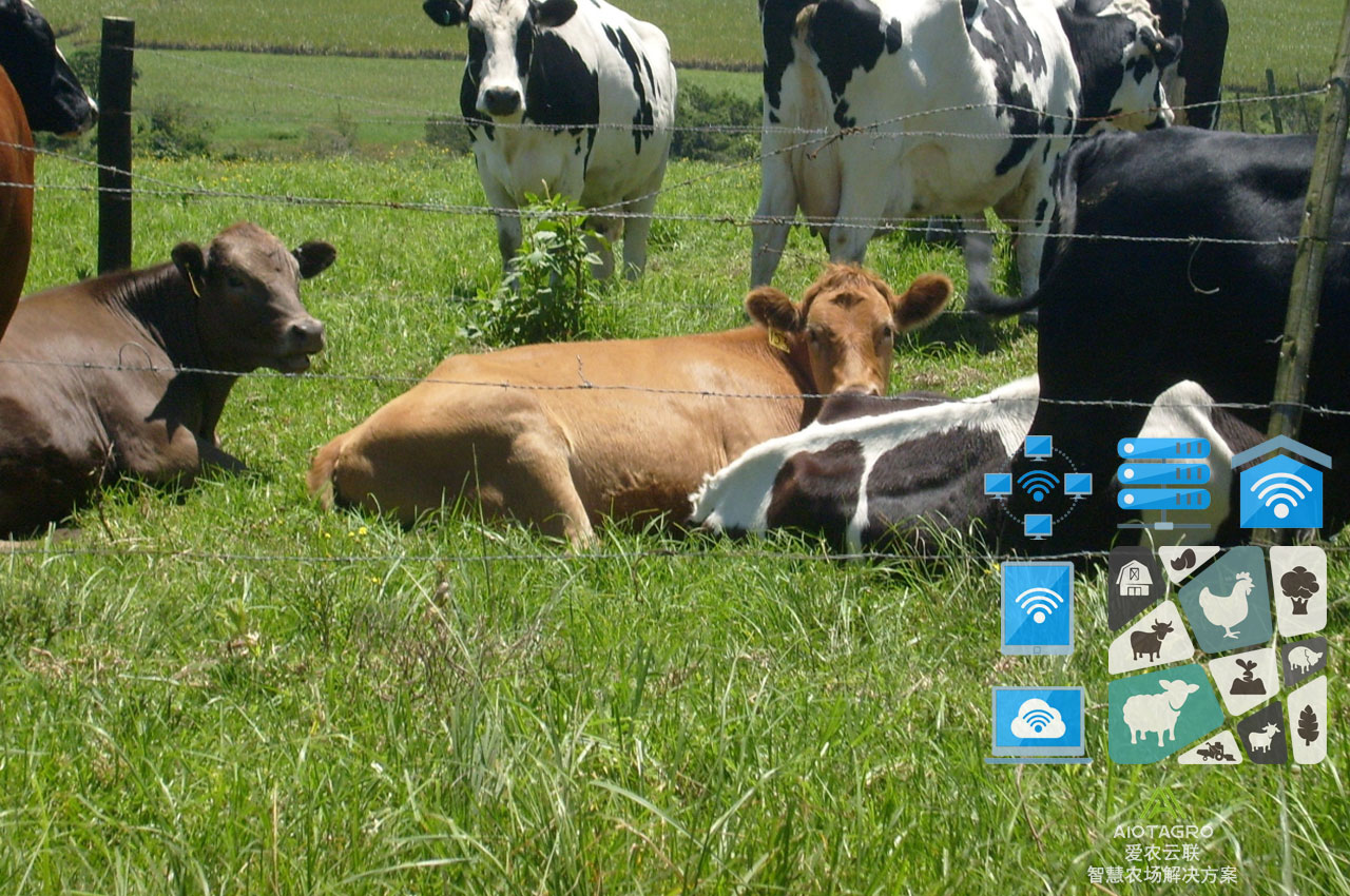 智能养牛管理系统：实现高效智慧化养殖-爱农云联