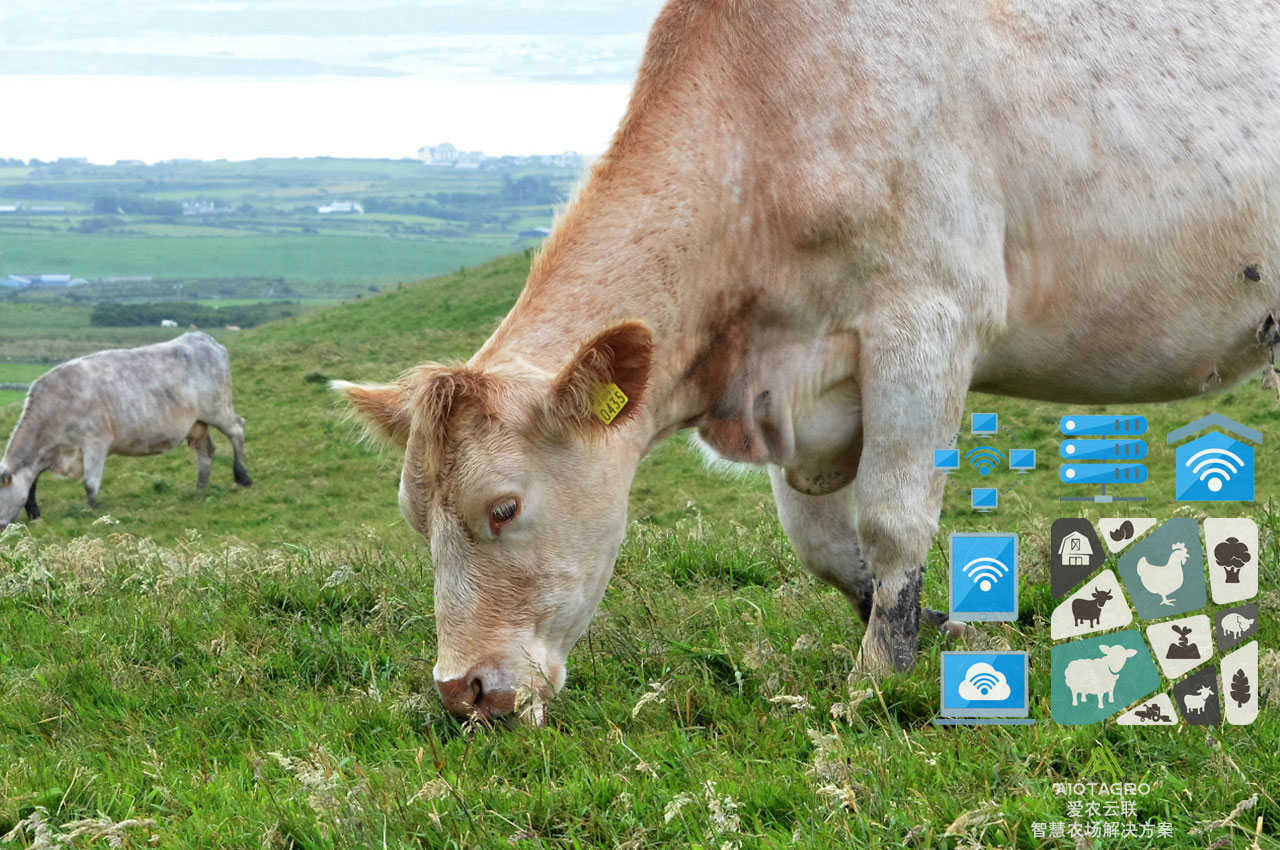 智慧畜牧项目设计方案：优化智能养牛管理流程-爱农云联