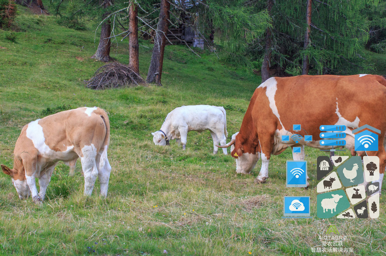 智慧养殖解决方案：数字化管理助力畜牧业创新-爱农云联