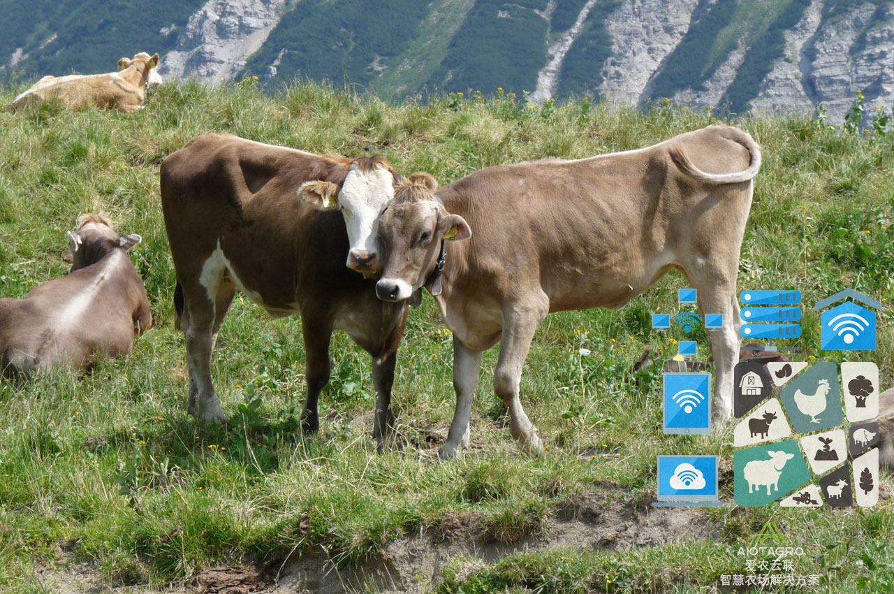 科学养殖技术与管理策略：提升养牛效益的关键要素-爱农云联