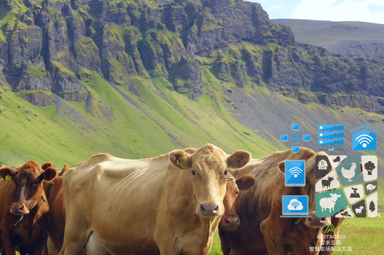 科学养牛的创新技术与成功案例分析：驱动智慧畜牧业发展-爱农云联