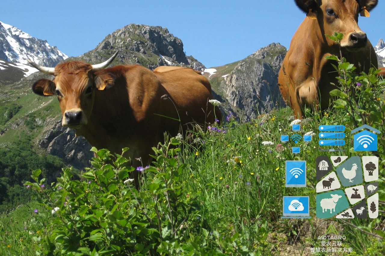 科学养殖的重要性与实施方法：科技驱动畜牧业创新-爱农云联