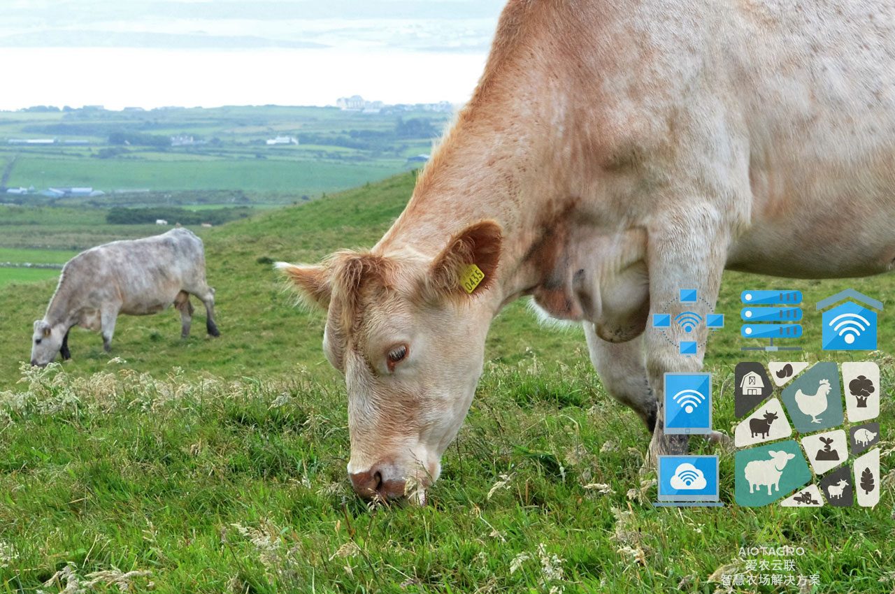 智慧养牛的优势与实践经验分享：提升智能养殖效益的关键-爱农云联