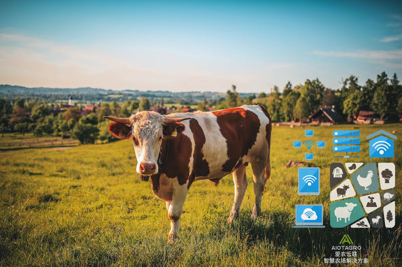 智慧养殖解决方案：实现养牛业的智能转型-爱农云联