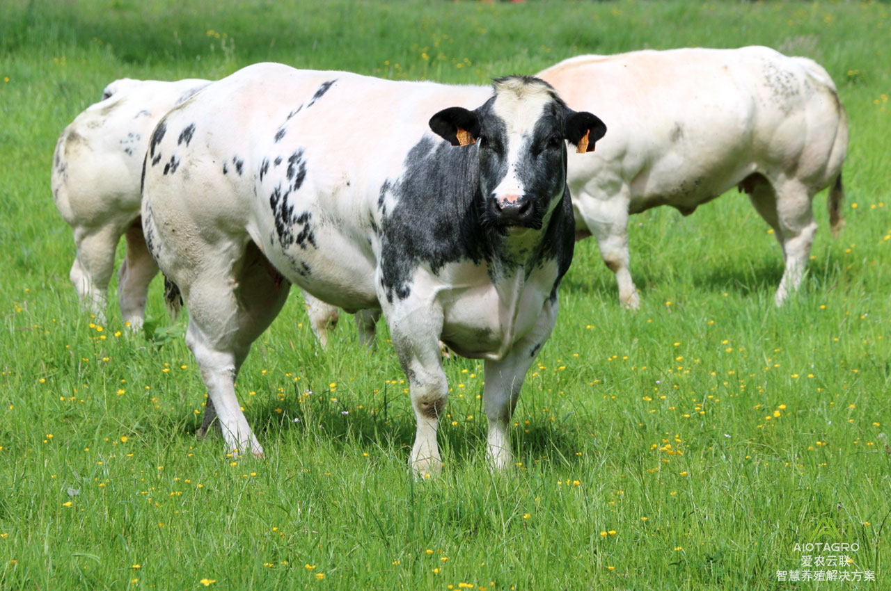 全面了解养殖业智慧畜牧疫苗管理，守护牲畜健康成长-爱农云联