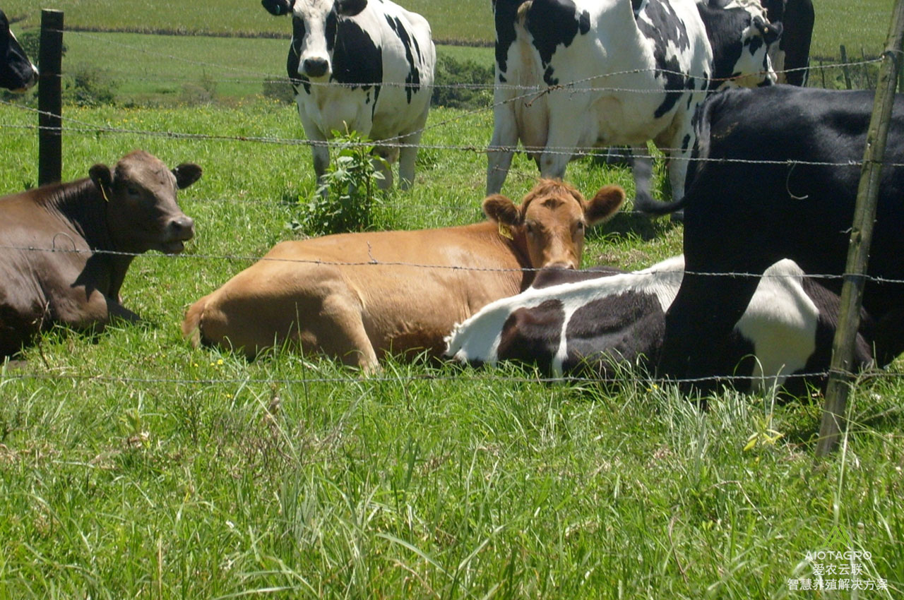 牲畜身份码，畜牧智慧养殖管理的重要一环-爱农云联