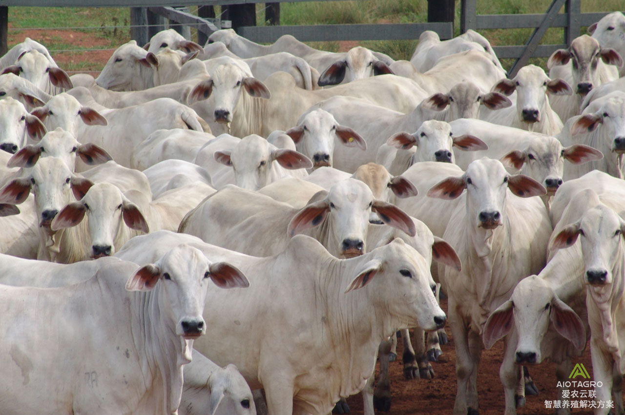 牲畜身份码，畜牧业智慧养殖管理的信息化之钥-爱农云联