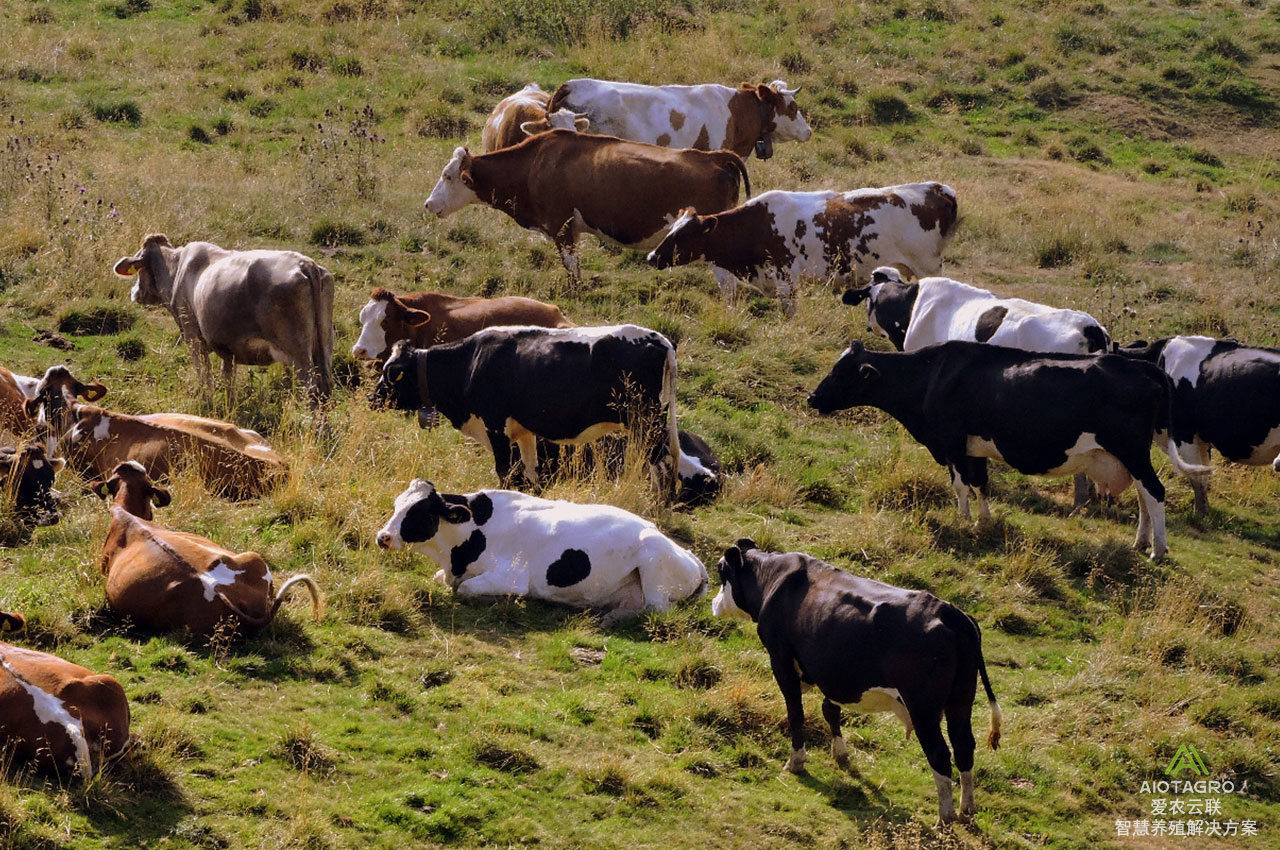 畜牧业政府监管新模式，牲畜身份码促进行业规范发展-爱农云联