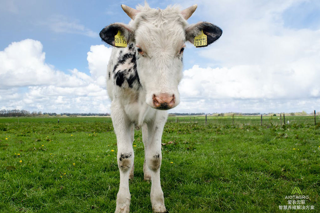 智能养牛解决方案+软件与硬件：提升养殖效益与精细化管理-爱农云联