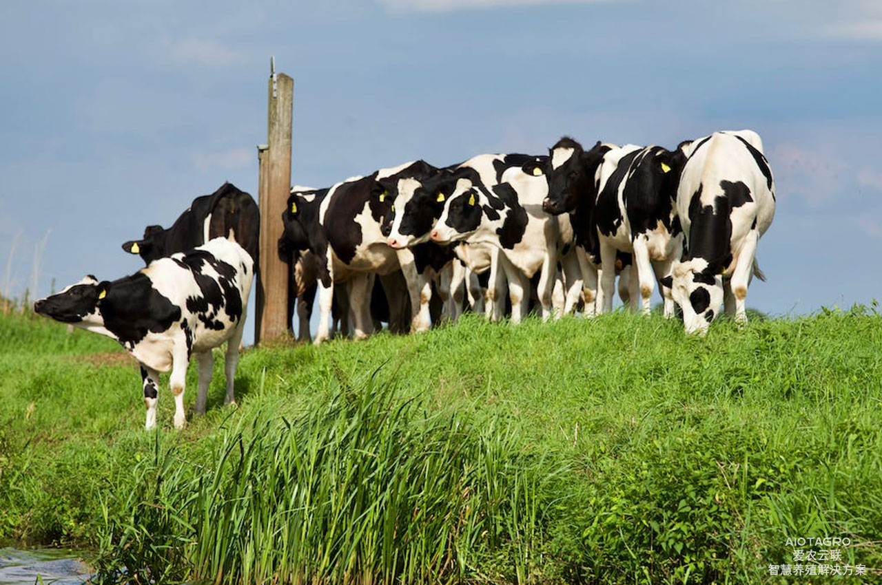 现代化牛场管理系统：科技驱动，提升养殖效益
