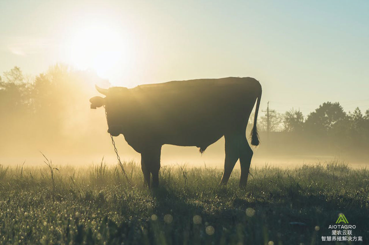人工智能与智能养殖：引领畜牧业的科技革命-爱农云联