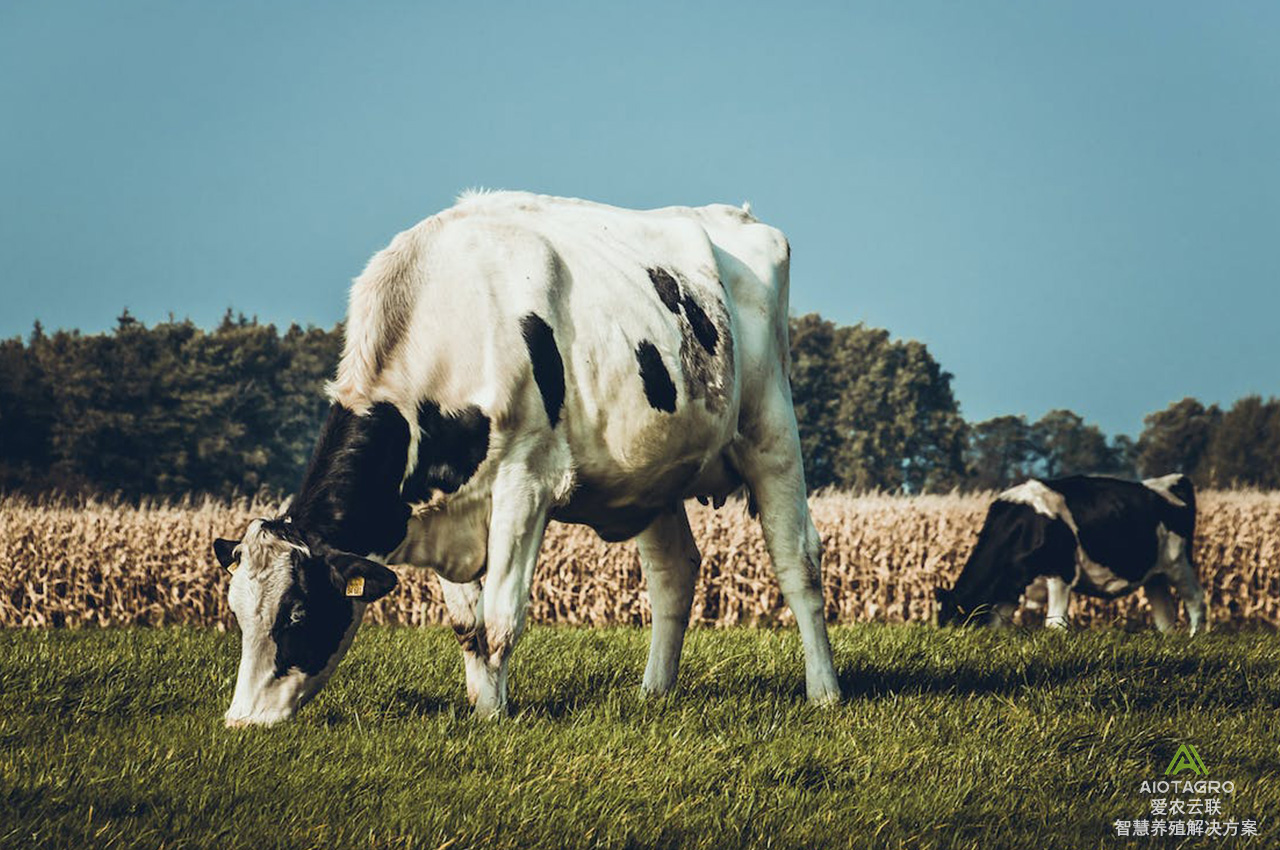 智慧畜牧解决方案：驱动养殖业数字化转型的新选择