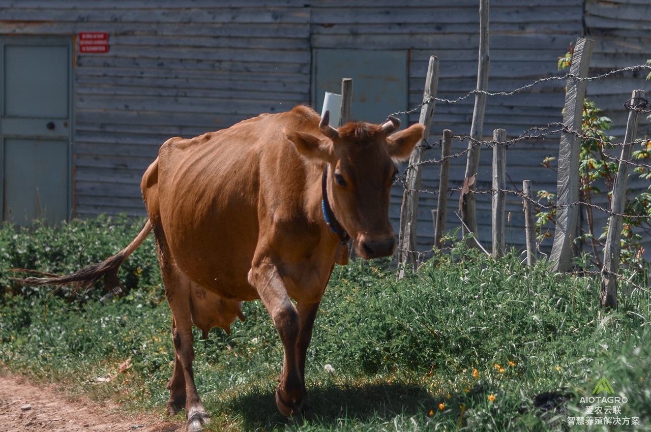 智慧畜牧项目方案：推动养殖业智能化的实施方案