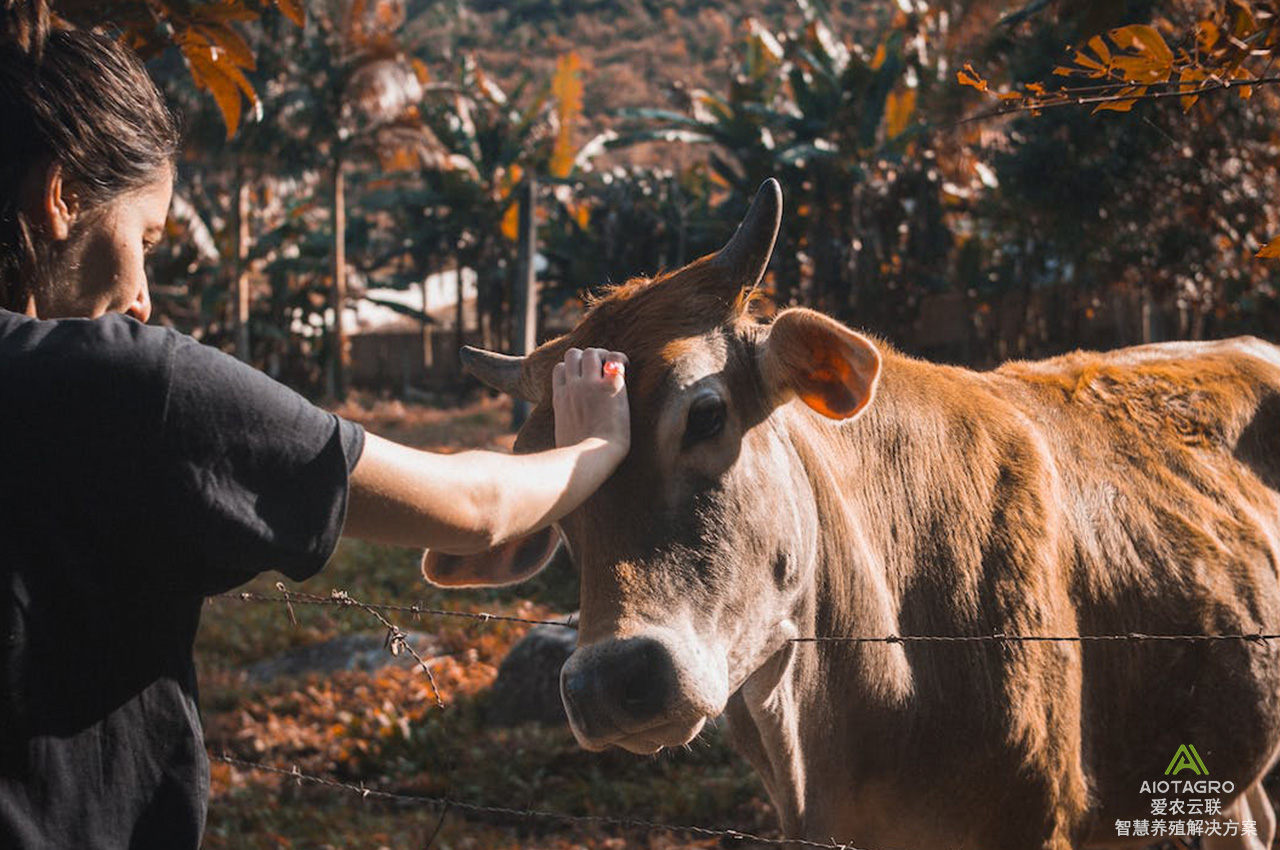 肉牛智慧养殖系统：提升养殖效益的关键利器