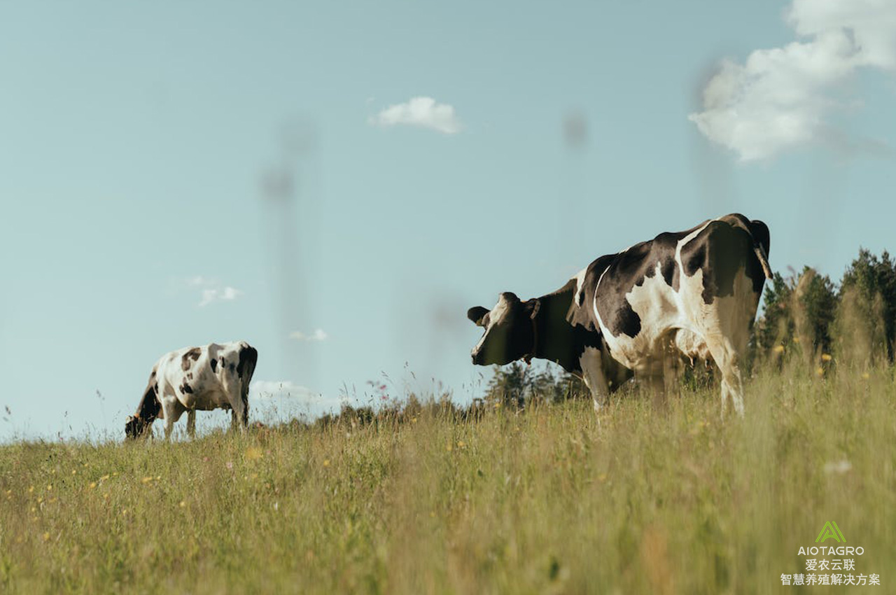 智慧农场项目：迈向高效养牛的智能化之路